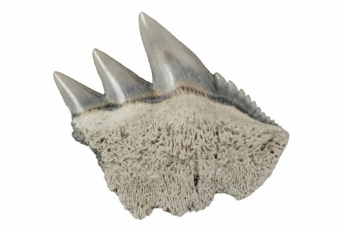 Partial, Fossil Cow Shark (Notorhynchus) Tooth - Aurora, NC #184554